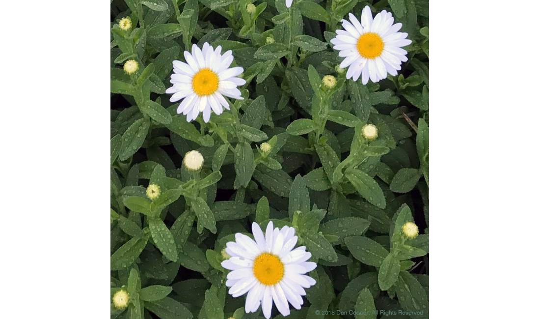 3 Daisies with Raindrops